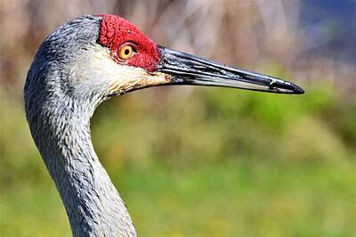 Flags On Faces Semmick Photo Royalty Free Images - Sandhill Crane Profile  Royalty-Free Image by Warren Thompson