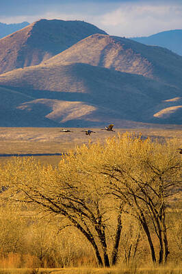 Wildlife Photography - Sandhill Cranes near the Bosque by Jeff Phillippi
