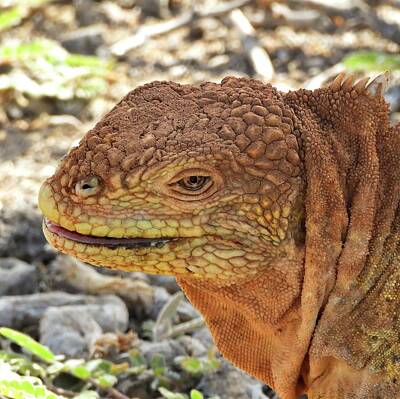Animals Photos - Santa Cruz Land Iguana by Jennifer Wheatley Wolf