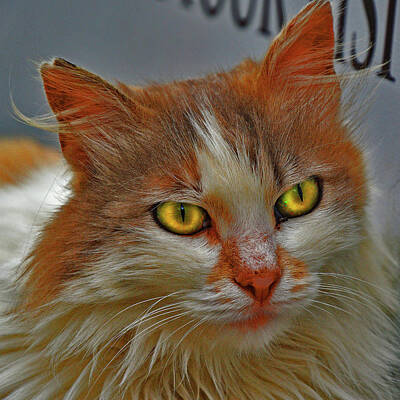 Travel Pics Royalty-Free and Rights-Managed Images - Sauron. Prince of Cats. by Andy i Za