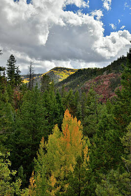 Aloha For Days - Sawpit Colorado Fall Colors by Ray Mathis
