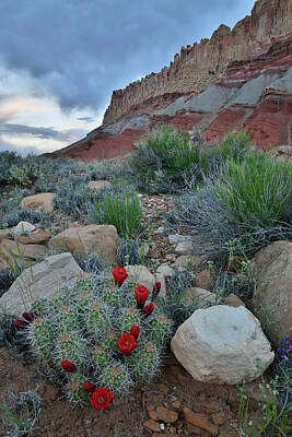 Seascapes Larry Marshall - Scenic Drive Cacti Bloom in Capitol Reef by Ray Mathis