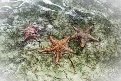 Grateful Dead - Sea Stars by Judy Wolinsky