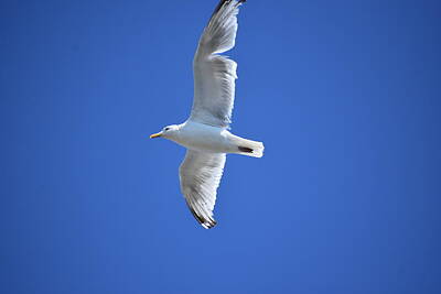 Poolside Paradise Rights Managed Images - Seagull in Flight 1 Royalty-Free Image by Nina Kindred