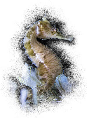 Black And White Flower Photography - Seahorse by Patti Deters
