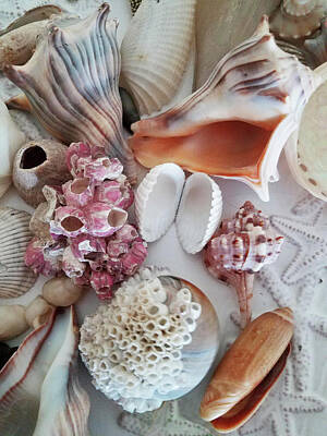 Skiing And Slopes - Seashell Assortment III by Sharon Williams Eng