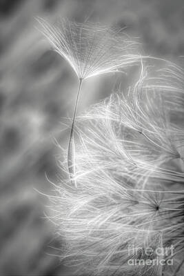 Abstract Flowers Photos - Seed 2 by Veikko Suikkanen