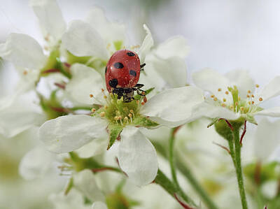 Jouko Lehto Royalty-Free and Rights-Managed Images - Seven-spot ladybird on Bird cherry flowers by Jouko Lehto