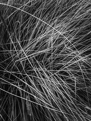 Autumn Landscape Photography Parker Cunningham - Silky Grass Texture Abstract In Black And White by Tim LA