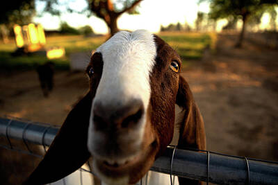 School Tote Bags Royalty Free Images - Smiling Goat at the Farm-photo by Dustin Woods Royalty-Free Image by Dustin Woods