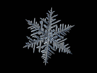 Thomas Kinkade Royalty Free Images - Snowflake 2016-01-21 - 1 black Royalty-Free Image by Alexey Kljatov