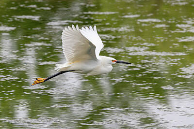 Christian Paintings Greg Olsen - Snowy Egret Flies By with Wings High by Tony Hake