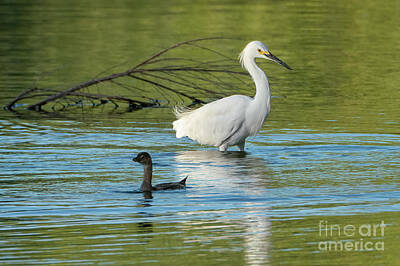 1-war Is Hell - Snowy Egret Meets the Pied-billed Grebe by Priscilla Burgers