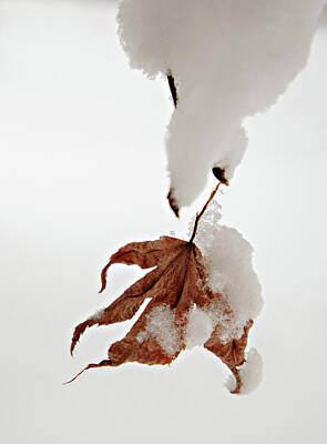 Flags On Faces Semmick Photo - Snowy Leaf by Mary Jo Allen