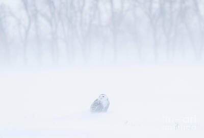 Halloween Movies - Snowy Owl by Thirteenth Avenue Photography