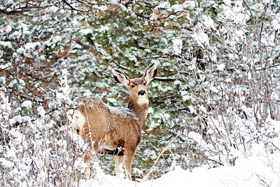 Steven Krull Royalty Free Images - Snowy Portrait of a Mule Deer Doe Royalty-Free Image by Steven Krull