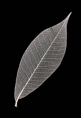 Stock Photography - Solitary Skeleton Leaf by Gary Slawsky