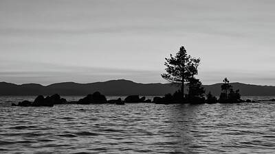 Landscapes Royalty-Free and Rights-Managed Images - Solitary Tree by American Landscapes