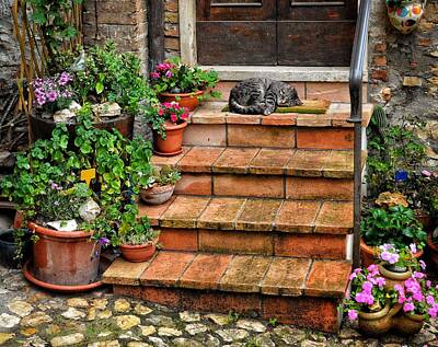 Cat Tees - Somewhere Mice Are Playing - Montecchio, Italia by David R Perry