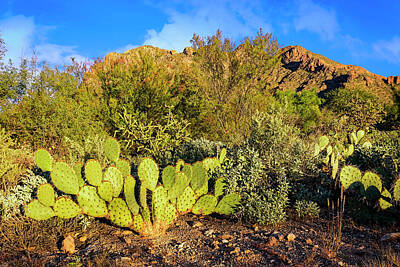 Mark Myhaver Photos - Sonoran Below Pusch Ridge h1848 by Mark Myhaver