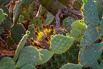 Mark Myhaver Photos - Sonoran Blend h1904 by Mark Myhaver