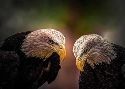 Birds Royalty-Free and Rights-Managed Images - Soul Mates by Bob Orsillo