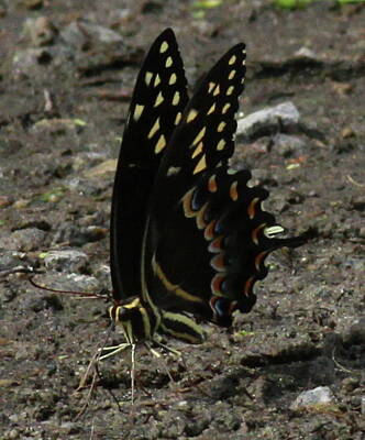 Catch Of The Day - Spicebush Swallowtail by Cathy Lindsey
