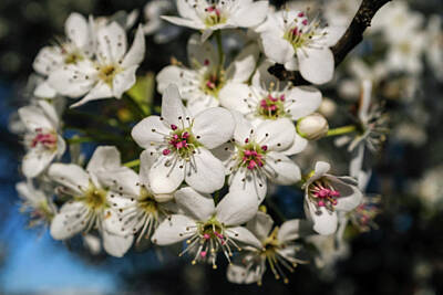 Seamstress - Spring Bloom in Richmond VA by Doug Ash