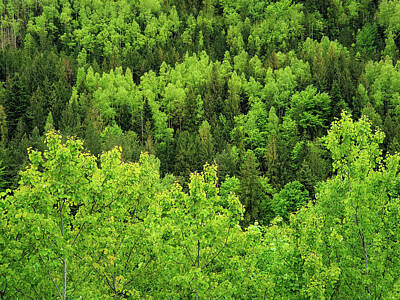 1-war Is Hell - Spring forest texture with different shades of green. Lot of tre by PsychoShadow ART