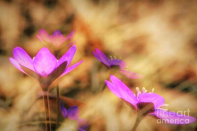 Impressionism Photo Rights Managed Images - Spring wild flower 4 Royalty-Free Image by Veikko Suikkanen