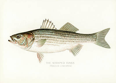 Mountain Drawings - Striped Bass by David Letts