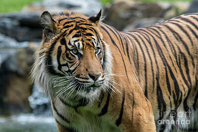 Sultry Flowers - Sumatran Tiger in Stream by Arterra Picture Library