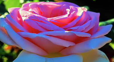 Roses Royalty Free Images - Sun on my Pink Roses Royalty-Free Image by Cathy Anderson