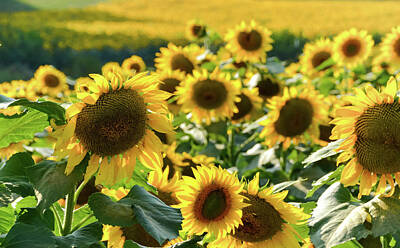 Frog Photography - Sunflower 21 #sunflowers by Andrea Anderegg