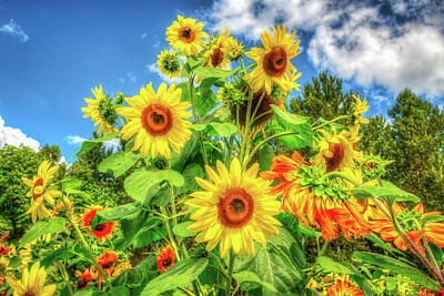 Only Orange - Sunflower Bouquet by Spencer McDonald