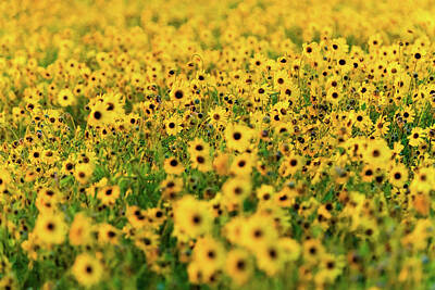 Sunflowers Royalty-Free and Rights-Managed Images - Sunflower Fields 2 by Brian Knott Photography