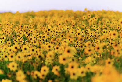 Sunflowers Royalty-Free and Rights-Managed Images - Sunflower Fields 3 by Brian Knott Photography