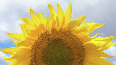Sunflowers Royalty-Free and Rights-Managed Images - Sunflower Rise - #1 by Stephen Stookey