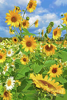 Sunflowers Photos - Sunflowers Dancing with the Breeze by Regina Geoghan