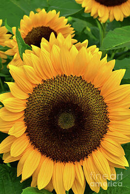 Negative Space Rights Managed Images - Sunflowers in Gold and Green Royalty-Free Image by Regina Geoghan
