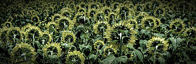 Sunflowers Photos - Sunflowers Looking Away Dark by Darryl Brooks
