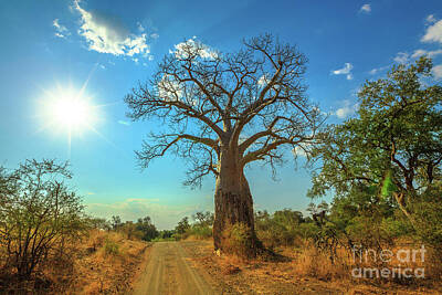 Bringing The Outdoors In - sunset Baobab South Africa by Benny Marty