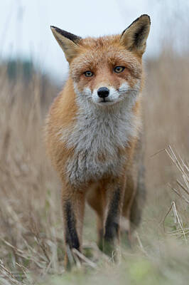 Juj Winn - Suspicious... Red Fox by Ralf Kistowski