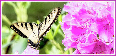 Brian Kesinger Steam Punk Illustrations - Swallowtail Butterfly, Rhododendran Flowers by A Macarthur Gurmankin