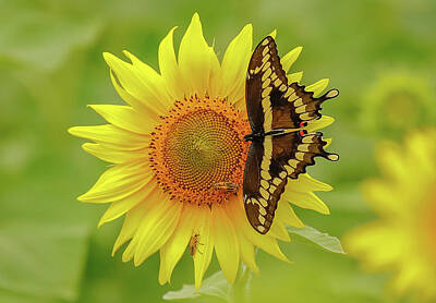 Lake Shoreline Rights Managed Images - Swallowtail On Sunflower Royalty-Free Image by Lowell Stevens