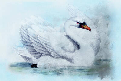 Birds Mixed Media - Ice Swan  by Amanda Jane