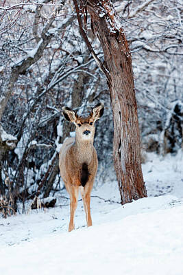 Steven Krull Royalty Free Images - Sweet Curious Doe in the Snow  Royalty-Free Image by Steven Krull