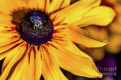Sunflowers Photos - Sweet flower by Viktor Birkus