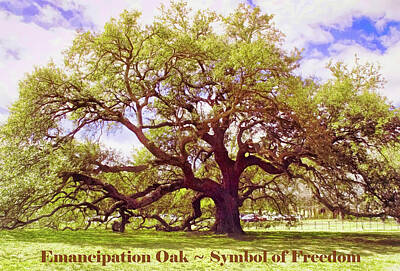 Fall Pumpkins - Symbol of Freedom - Emancipation Oak  by Ola Allen