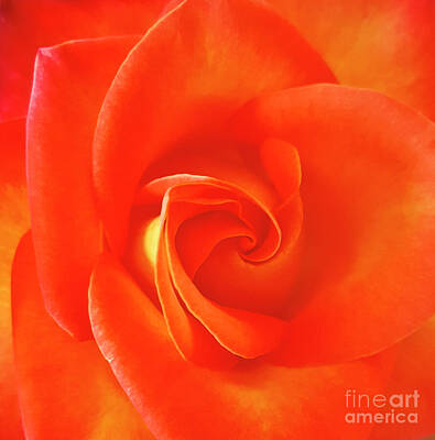 Roses Photo Royalty Free Images - Tahitian Velvet Royalty-Free Image by Julieanne Case